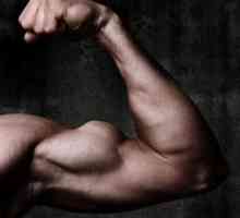 Exerciții practice pe biceps în sala de gimnastică