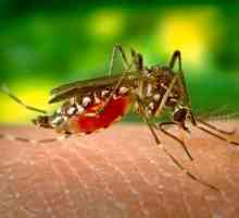 Uleiuri esențiale din țânțari