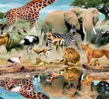 Ecologia animalelor: baze, tipuri, probleme