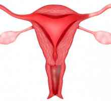 Ectopia colului uterin. Ce este acest lucru, ia în considerare în detaliu