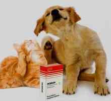 `Execan` pentru câini: instrucțiuni, descriere, preț