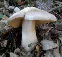 Entholoma otravitoare: fotografie și descrierea ciupercii