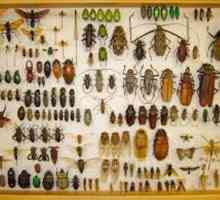 Entomologie - ce fel de știință este? Ce studiază entomologia