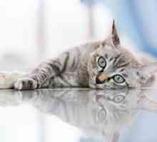 Granulomul eozinofilic la pisici: descriere, posibile cauze și caracteristici ale tratamentului