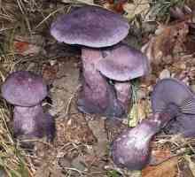 Aceste ciuperci ciuperci violete comestibile