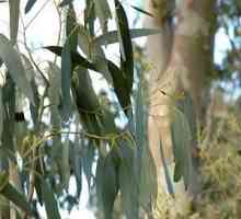 Eucalyptus. Proprietățile de vindecare ale unui copac unic