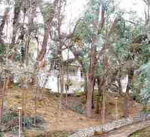 `Eucalyptus grove `(pensiune), Abhazia: comentarii