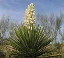 Yucca grădină, yucca în aer liber: îngrijire și reproducere