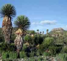 Yucca: îngrijire la domiciliu, transplant, reproducere
