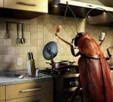 Ce sunt gândacii în apartament? Semnul nu este de acord cu regulile de salubritate