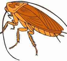 Ceea ce au visat gândacii: povestea unei cărți de vis