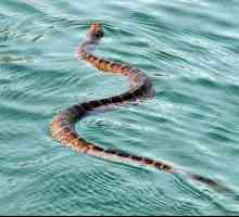 Ce au văzut șerpii în apă? Interpretarea visului va fi explicată