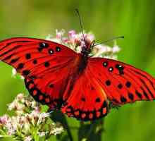 Ce visează fluturele: interpretarea și semnificația viselor