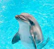 Ce face visul delfinilor? Interpretare: interpretare