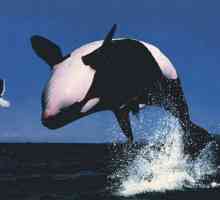 De ce face balena ucigașă? Interpretarea viselor