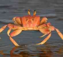 Ce este visul crabului: sensul și interpretarea