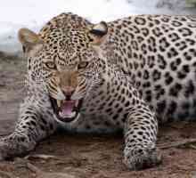Care este visul unui leopard? Interpretul de vis va cere răspunsul