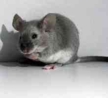 De ce vis despre un mouse mic gri? Cum arată mouse-ul?