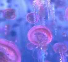 De ce un vis de meduze? Bani promite sau ruina?