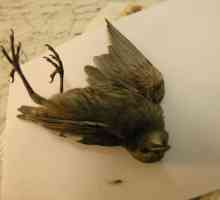 Ce înseamnă o pasăre moartă? Ce prevede o astfel de viziune tristă?