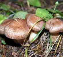 De ce visezi să aduni ciuperci în pădure? Ce spun cărțile de vis?