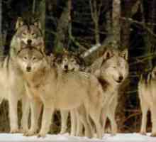 Ce face un pachet de lupi: ataca, prietenos sau priveste