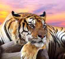 De ce are un vis de tigru? Dream Interpreter