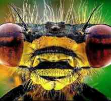 Pentru insecte cu o transformare completă sunt orice creaturi?