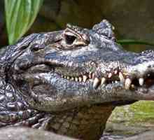 Cayman este un reprezentant al familiei de aligator. Fotografie și descriere