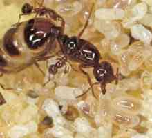 Cum să se ocupe de furnici în casă?