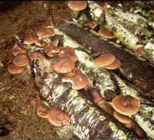 Cât de rapid cresc ciupercile și ce afectează rata de creștere?