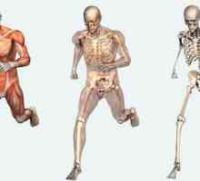 Ca o persoană este aranjată: structura externă și internă a corpului uman