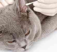 Cum să curețe corect urechile unei pisici? Cum să cureți urechile pentru pisicile îndoite?