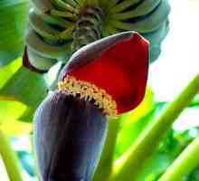 Cum înflorește o banană în natură?