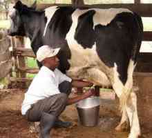 Cum să lapteți vacile? Tehnologia mulsului manual și a echipamentului