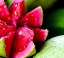 Cum este guava? Cultivarea guavelor și a proprietăților benefice