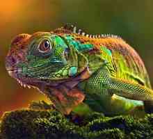 Cum schimbă chameleonul culoarea și de ce depinde?