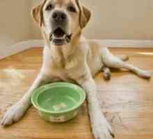 Cum și ce să hrăniți câinele - sănătatea animalului dvs. de companie