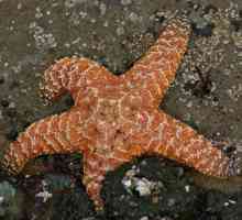 Cum și ce mănâncă steaua de mare: caracteristici, descriere și fapte interesante