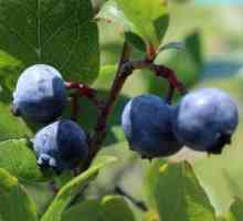 Cum și în cazul în care afinele cresc în Rusia, proprietățile benefice ale fructelor de padure