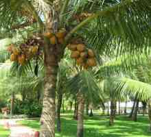 Cum si unde cresc nuca de cocos?
