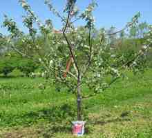 Cum și când să plantăm răsaduri de pomi fructiferi în primăvară?