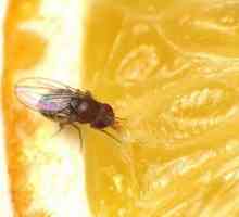 Cum sa scapi de Drosophila: modalitati sigure si eficiente
