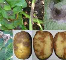 Cum să scapi de phytophthora pe cartofi? Cauze și metode de luptă
