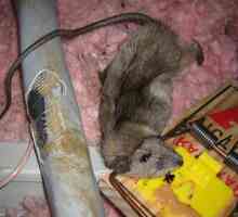 Cum să scăpați de șobolani și să vă asigurați o casă