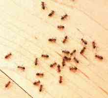 Cum să scapi de furnici mici într-un apartament pentru totdeauna?