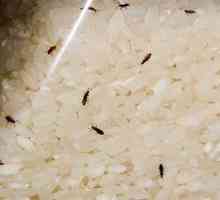 Cum sa scapi de insecte din bucatarie: modalitati eficiente si recomandari