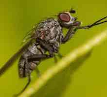 Cum să scapi de muște într-o casă de lemn? Remedii populare și produse chimice de uz casnic
