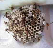 Cum să scapi de viespi în casă? Cauzele apariției cuiburilor de aspen într-o casă privată