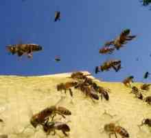 Cum să scapi de albine pe site-ul tău